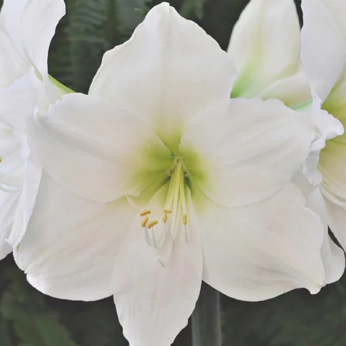 Jardin & équipement：Amaryllis Blanc. Le pot de 16 cm