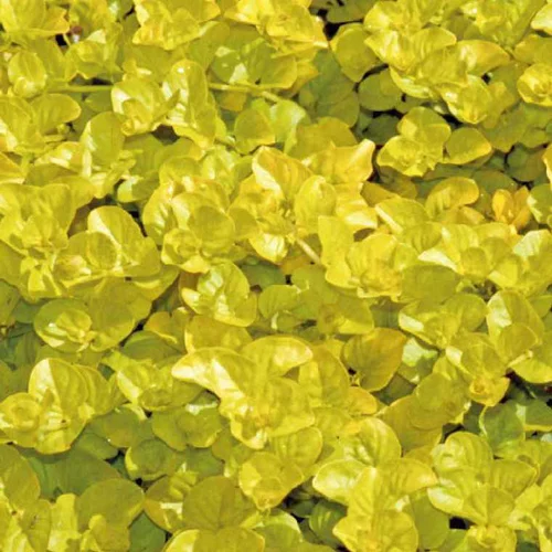 Pour plus de confort au jardin：Lysimachia Nummularia Aurea - Le pot de 9 x 9 cm