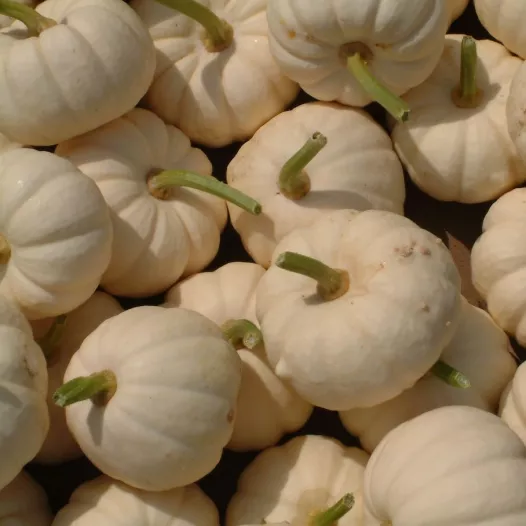 Graines bio de Courge Baby Boo