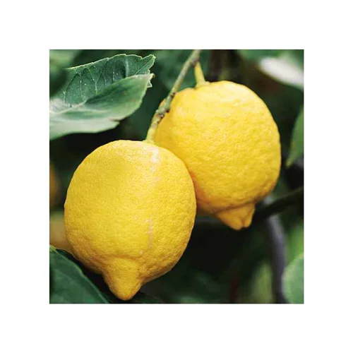 Votre allié au jardin：Citronnier. Le pot de 15 litres