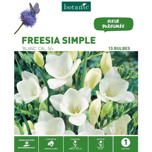 Jardin chez vous:Freesia Simple blanc botanic® - 15 bulbes