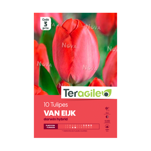 BULBES DE TULIPES 'VAN EIJK' - DARWIN HYBRID - TERAGILE® - X10