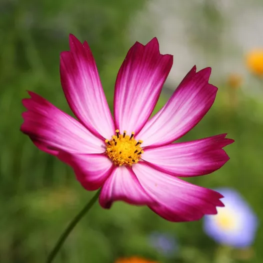 Bio en reproduceerbare zaden van Cosmos Sensation Picotée