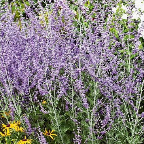 Solution maison：Perovskia Atriplicifolia Blue Spire