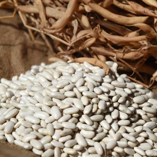 Semences bio de Haricot nain à écosser Flageolet Blanc des Flandres