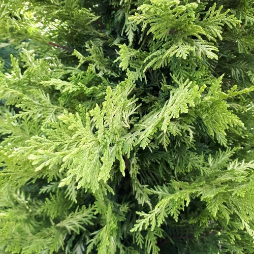 Vie dehors：Cupressocyparis Leylandii Castlewellan Gold (Cyprès de Leyland) bonsaï jaune
