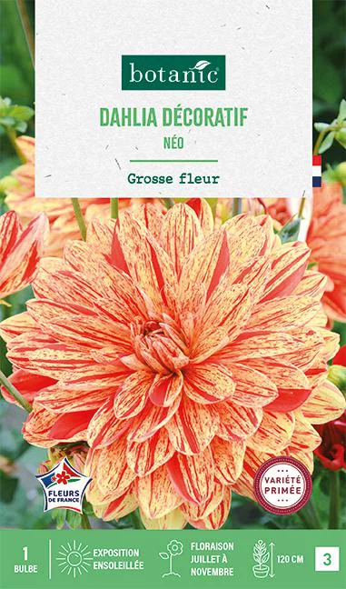 Jardin expert：Bulbe de fleurs Dalhia décoratif Neo botanic® - 1 bulbe