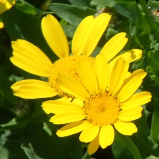 Chrysanthème des moissons | Graines de fleurs bio et reproductibles