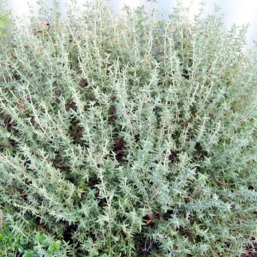 Thym | Graines d'Aromatiques bio