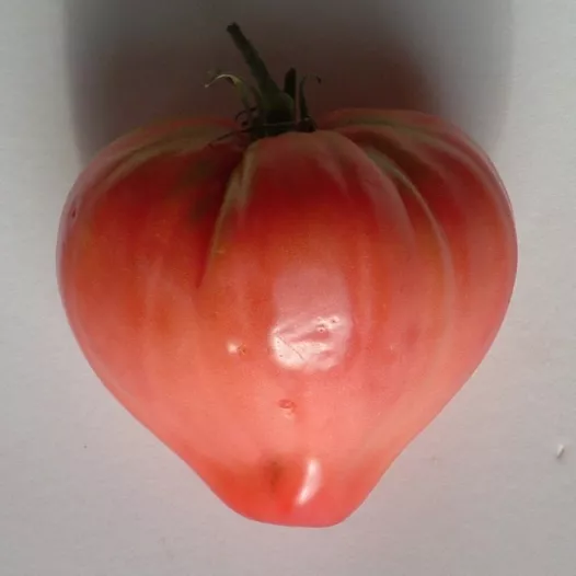Rose Tomaat Coeur de Boeuf
