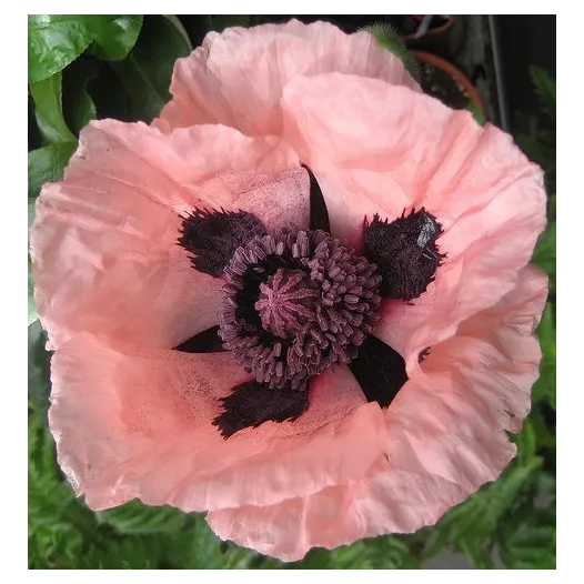 Pavot rose simple | Graines bio et reproductibles de fleurs