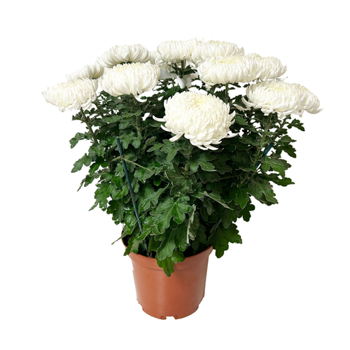 CHRYSANTHÈME À GROSSES FLEURS - POT ∅22CM
