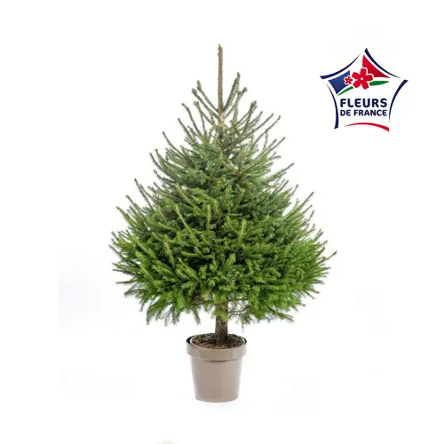 Jardin tout terrain：Sapin de Noël naturel en pot Picea Excelsa botanic®