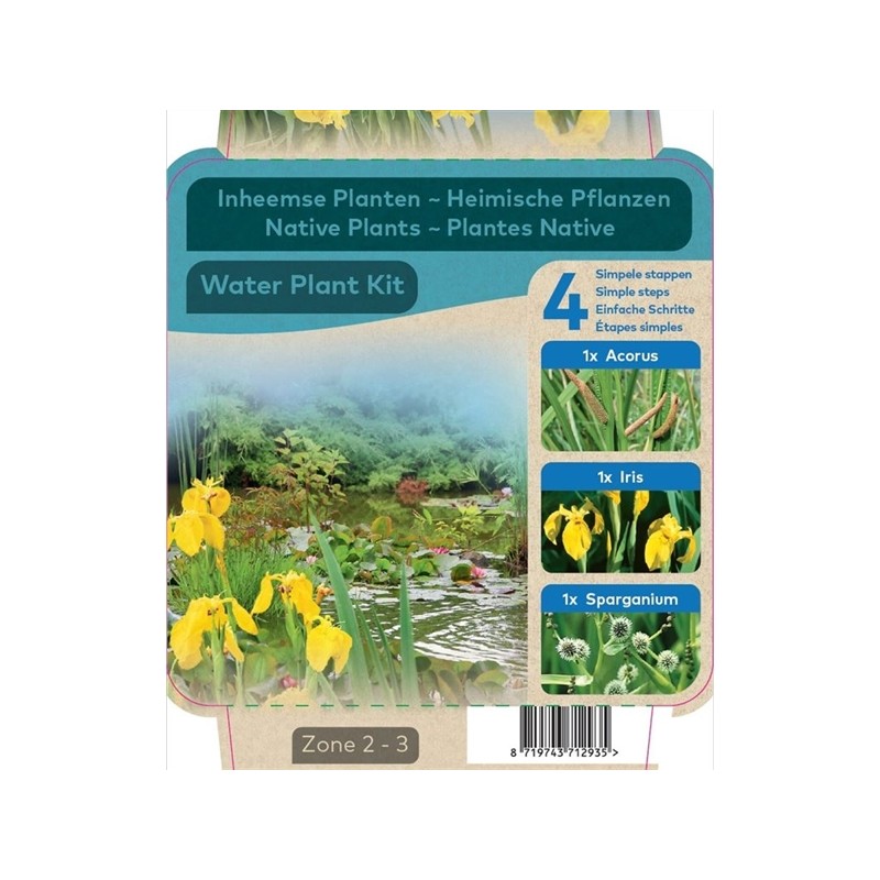 Kit de 3 plantes aquatiques purifiantes de bassin
