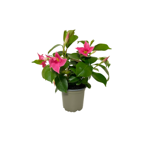 DIPLADENIA DIAMANTINA MIX - POT ⌀10CM
