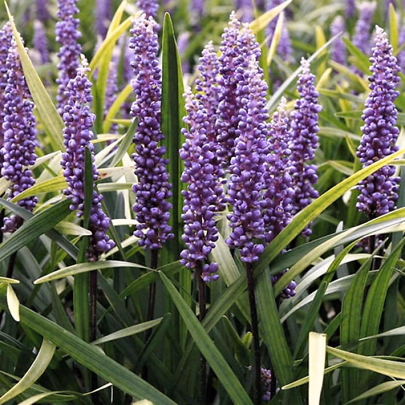 6 x Liriope musc. 'Super Blue' – Liriope muscari 'Super Blue', godet 9cm x 9cm