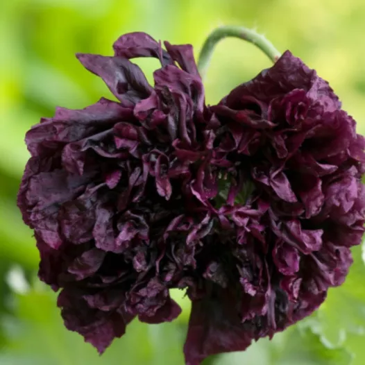 graines bio de Pavot Black Peony