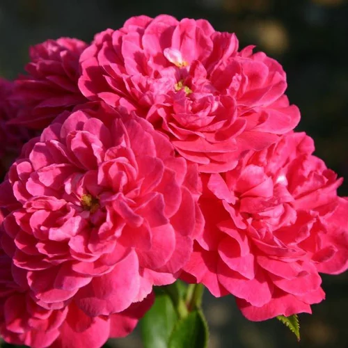 Jardin & nature：Rosier Lilliput Roxy Korsineo rose. Le pot de 2 litres