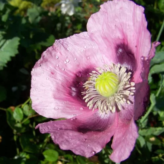 Bio zaden van Papaver Planète rouge du Jura