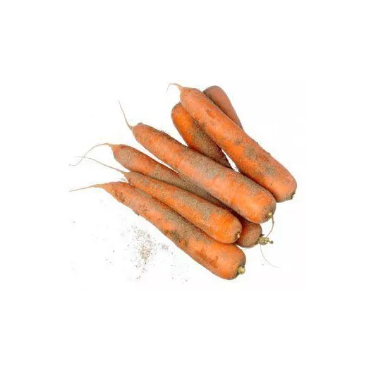 Semences bio de Carotte Flakkeese 2
