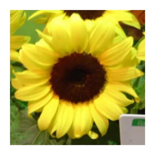 Pour vos moments au jardin：Tournesol Soleil - Le pot de 2,5 litres