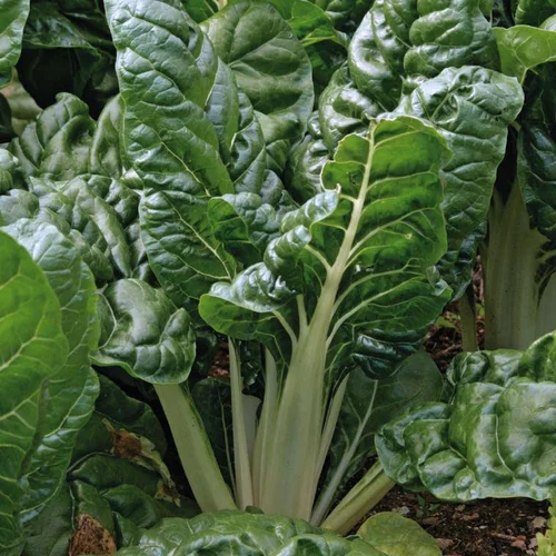 Inspiration jardin：Poiree Verte Berac Bio. La barquette de 3 plants