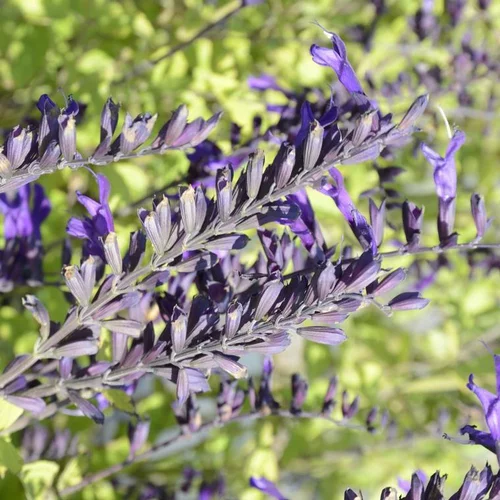 Pour mieux équiper votre jardin：Sauge amistad bleue en pot de 2 L
