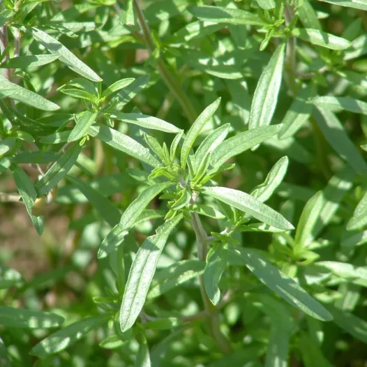 Sariette annuelle | Aromatiques