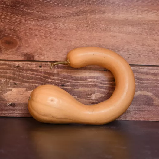 Semences bio de Courge musquée à Trompe d'Albenga