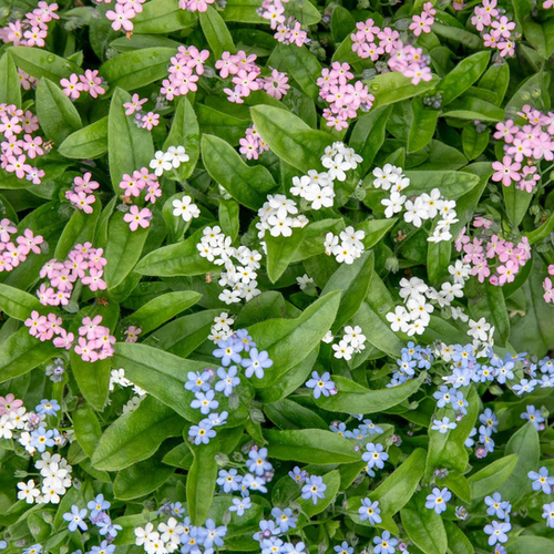 MYOSOTIS 'MON AMIE' - POT Ø10,5CM