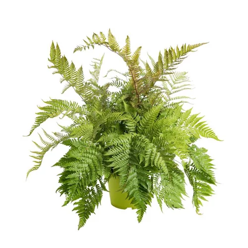 Déco au jardin：Fougère vivace - Le pot de 2,5 litres