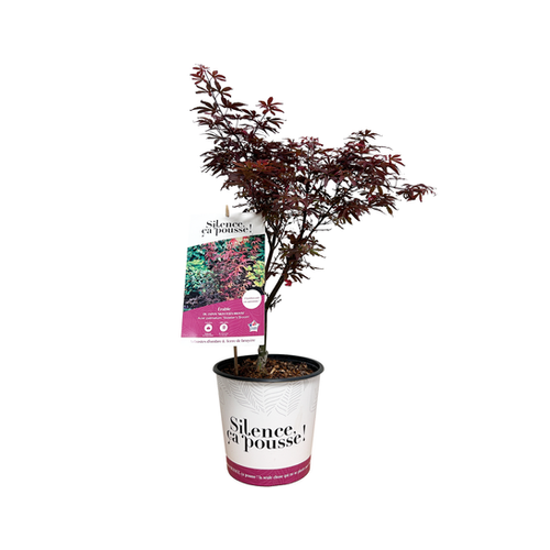 ÉRABLE DU JAPON - ACER PALMATUM 'SKEETER'S BROOM' - POT DE 4,5L