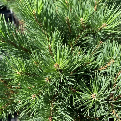 Pour créer votre espace extérieur：Pin sylvestre (Pinus Sylvestris) Watereri 30/40. Le pot de 3 litres