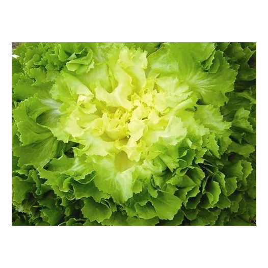 Semences bio de Chicorée Scarole Ronde verte à coeur plein