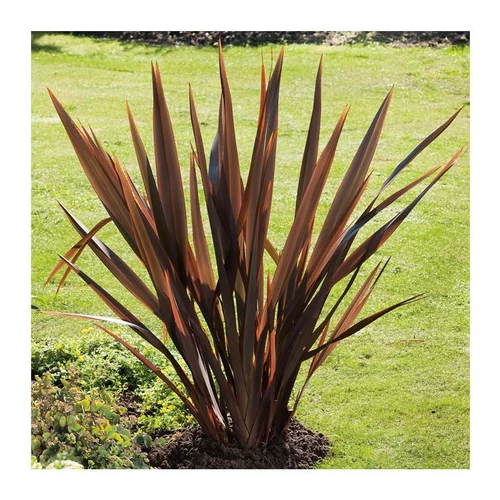 Choix au jardin：Phormium Tenax Atropurpureum - pot 10 L