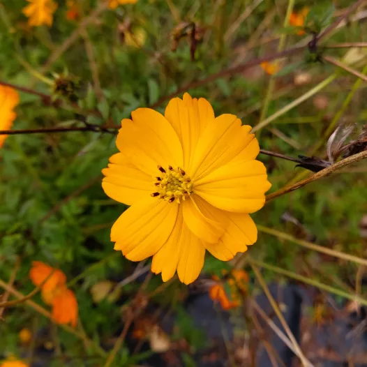 Bio en reproduceerbare zaden van Cosmos oranje