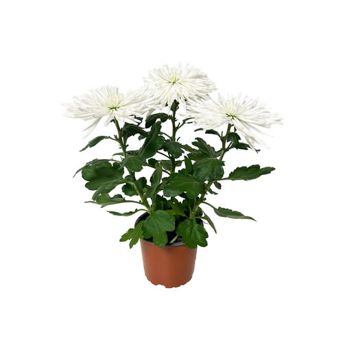CHRYSANTHÈME ANASTASIA - POT ∅14CM
