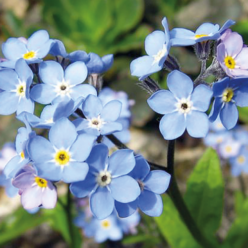 MYOSOTIS - POT DE 1L