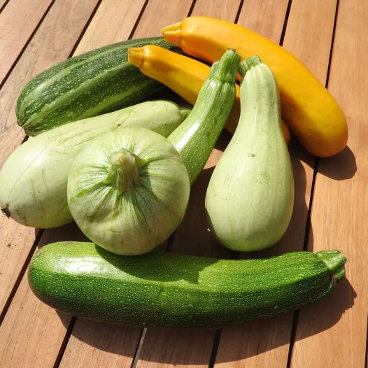 Graines bio et reproductibles de Courgettes en mélange
