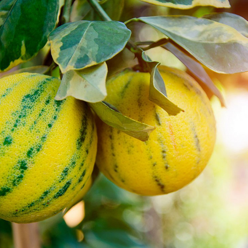 ORANGER PANACHÉ (CITRUS SINENSIS PANACHÉ) - POT DE 5L - 1/4 TIGE