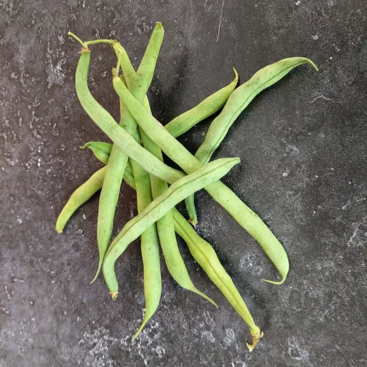 Haricot nain mangetout Calvy | Graines bio et reproductibles