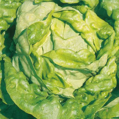 Extérieur pratique：Laitue Pommée Analotta Bio. La barquette de 12 plants