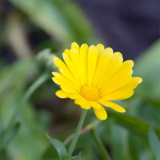 Akkergoudsbloem | Biologische en zaadvaste bloemenzaden