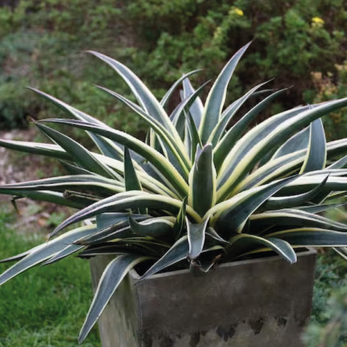 MANGAVE VARIÉES - POT DE 6L