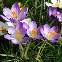 Un choix pratique pour l’extérieur：Crocus - Le pot de 10,5 cm