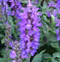 Essentiel pratique：Salvia Superba bleue. Le pot de 3 litres