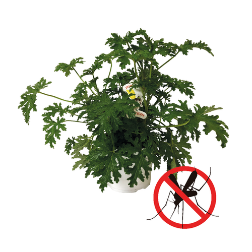 GÉRANIUM CITRONNELLE - POT Ø14CM