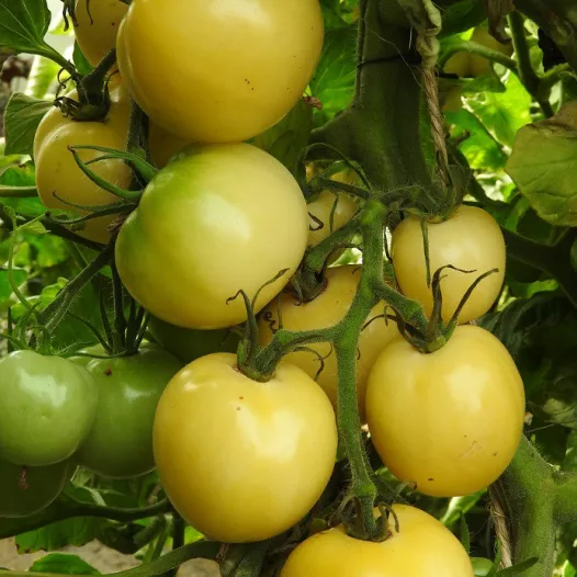 Bio zaden van Tomaat Blanche de Picardie