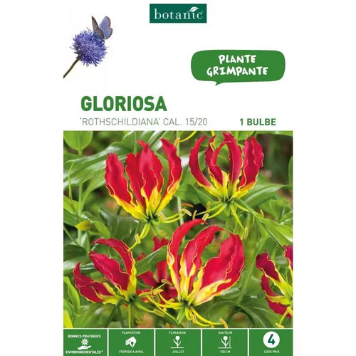 Pour un jardin agréable：Gloriosa Rothschildiana rouge botanic® - 1 bulbe