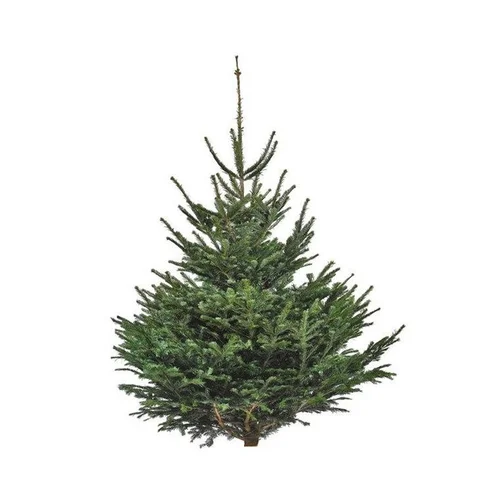 Utile jardin：Sapin de Noël naturel coupé Nordmann - de 350 à 400 cm